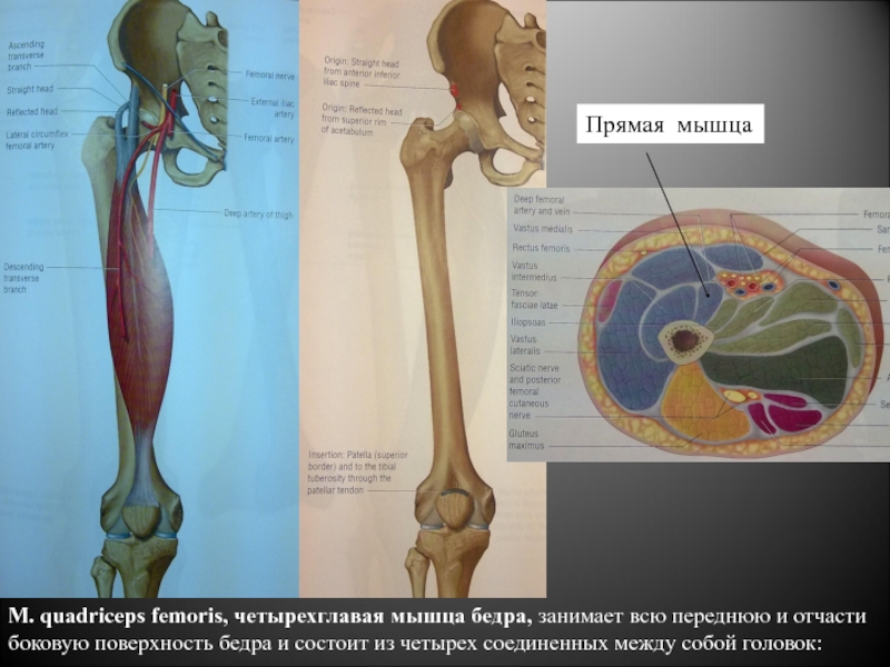 Quadriceps femoris мышца