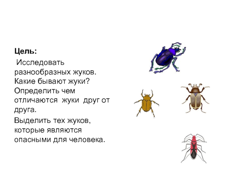 Жук какой человек. Какие бывают жуки. Жук и таракан разница. Картинки какие бывают жуки.