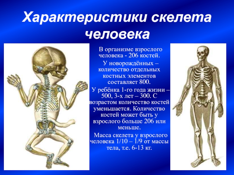 Поверхность скелета. Скелет взрослого человека. Характеристика скелета человека. Скелетная система человека.