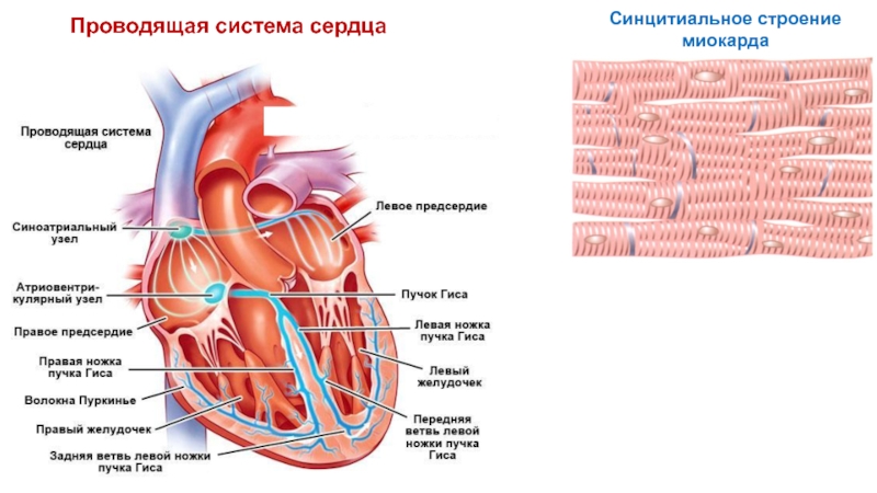 Проводящая система сердца презентация анатомия