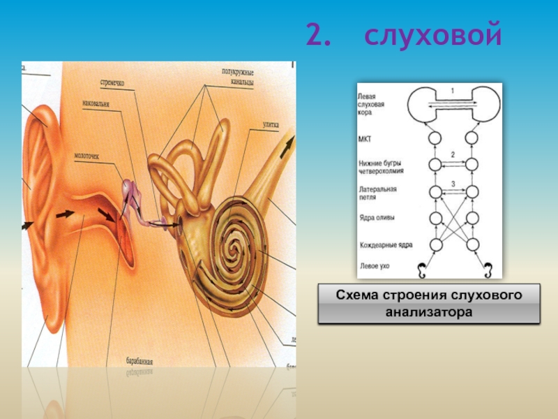 Схема строения слуха