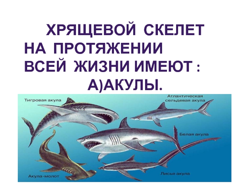 Класс хрящевые рыбы презентация. Отряды хрящевых рыб. Хрящевой скелет акулы. Питание хрящевых рыб. Хрящевые рыбы примеры.