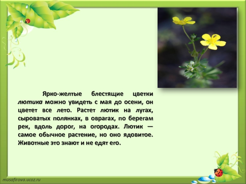 Презентация почему не будем рвать цветы и ловить бабочек презентация 1 класс школа россии