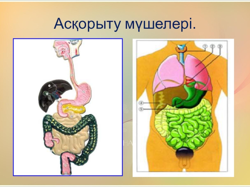 Ас қорыту жүйесіне әсер ететін дәрілер презентация