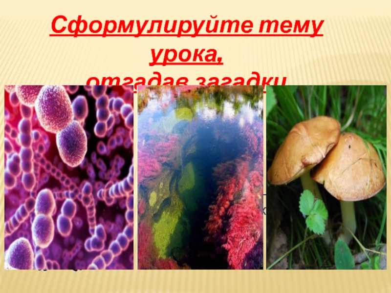 Какая среда жизни населена бактериями грибами водорослями