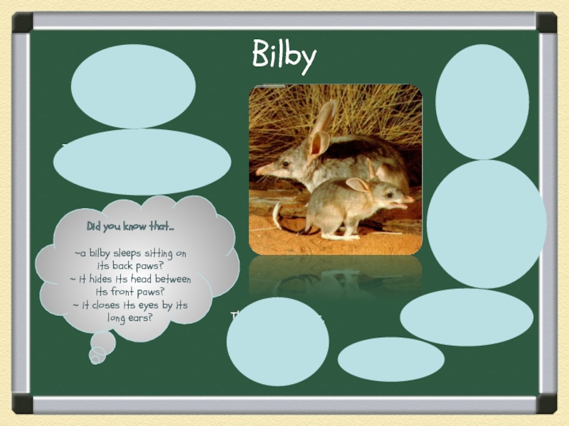 BilbyThey have got long grey and blue fur.They live about 3 years.They eat insects, mice, lizards, seeds