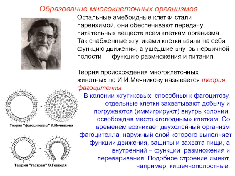 Мечников учение о клеточном иммунитете. Теория фагоцителлы Мечникова. Гипотеза гастреи Геккеля. Теория гастреи Геккеля. Гипотеза фагоцителлы.