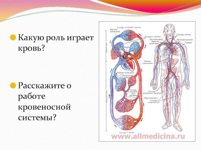 Назвать органы кровеносной системы. Кровеносная система. Органы кровеносной системы. Кровяностная системачеловека. Строение кровеносной системы человека.