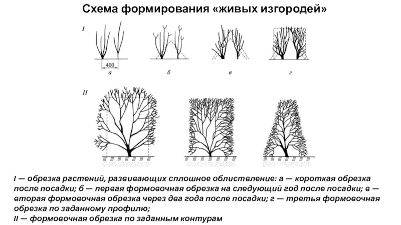 Схема стрижки туи