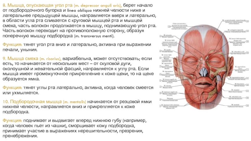 Мышцы головы анатомия презентация