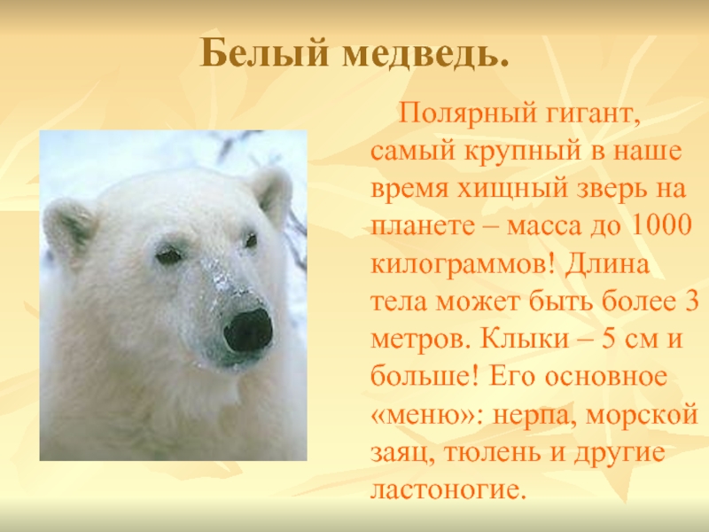 Белый медведь.    Полярный гигант, самый крупный в наше время хищный зверь на планете –