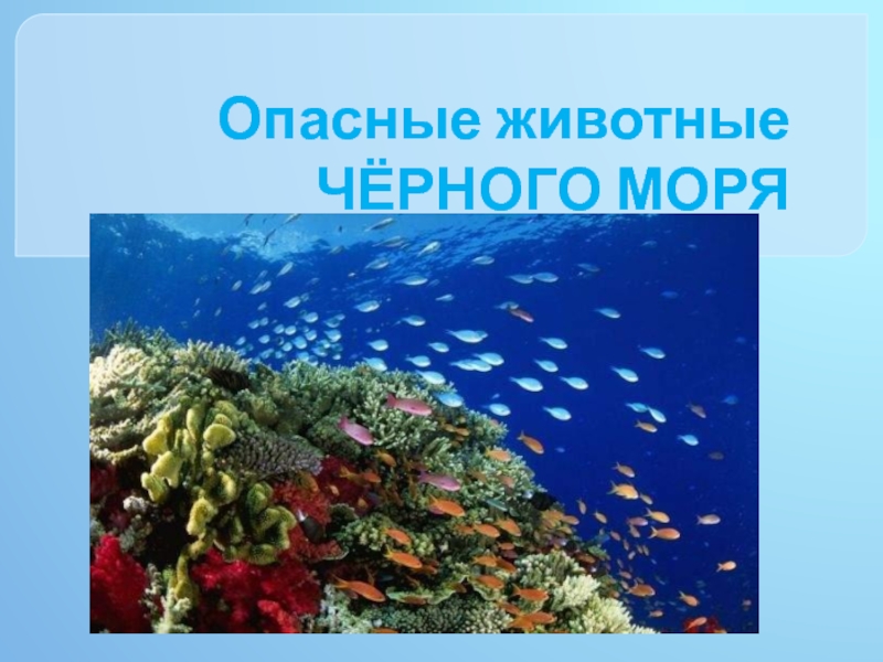 Презентация Опасные животные Чёрного моря 2 класс