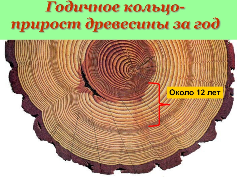 Как узнать сколько лет дереву по кольцам