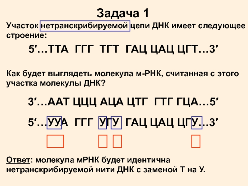 Транскрибируемая цепь. Участок нетранскрибируемой цепи ДНК имеет следующее строение. Участок молекулы ДНК имеет следующее строение. Строение участка цепи ДНК. Участок первой цепи ДНК имеет следующее строение.