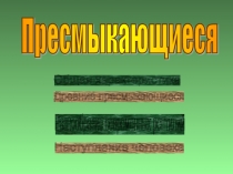 Пресмыкающиеся