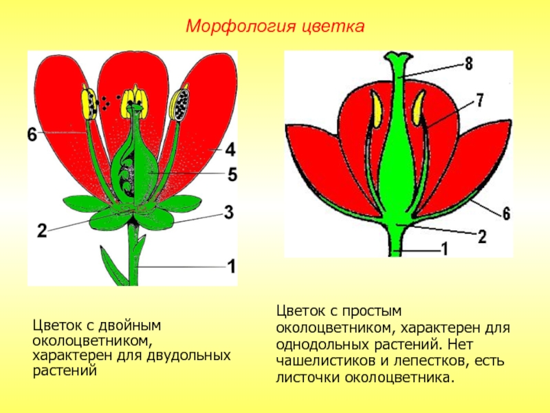 Цветок с двойным околоцветником, характерен для двудольных растенийЦветок с простым околоцветником, характерен для однодольных растений. Нет чашелистиков