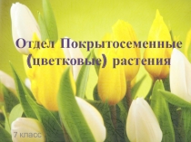 Отдел Покрытосеменные (цветковые) растения