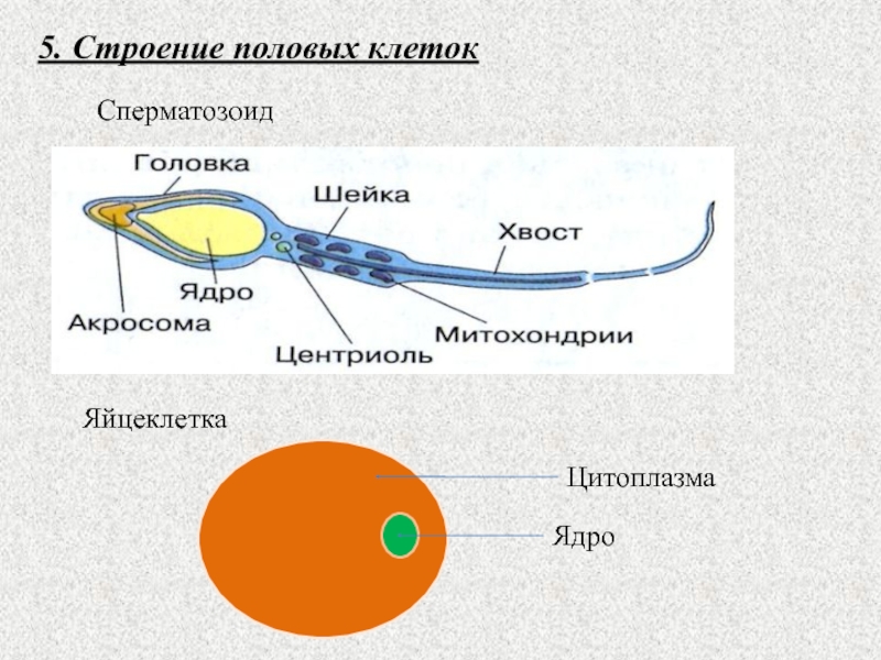 Сходства и различия половых клеток