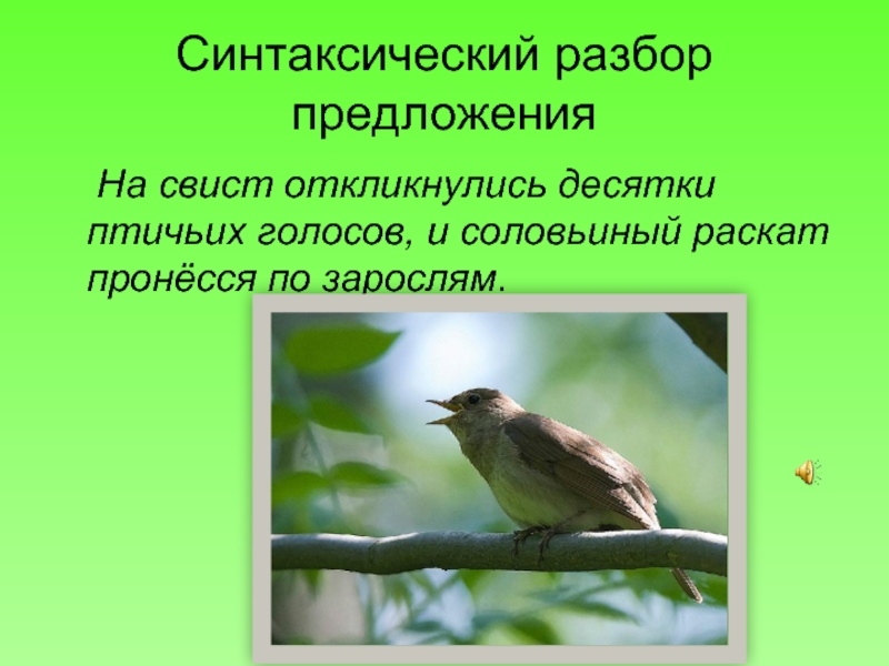 Птичий разбор. На свист откликнулись десятки птичьих голосов и Соловьиный Раскат. Синтаксический разбор предложения свистом. На свист откликнулись десятки птичьих голосов синтаксический разбор. Птичьи голоса синтаксический разбор.