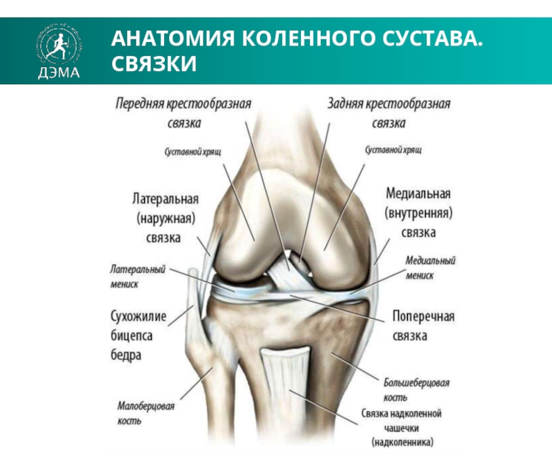 Схема мышц и связок колена