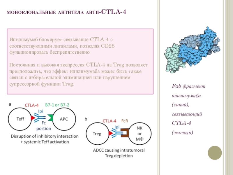 моноклональные антитела анти-CTLA-4Fab фрагмент ипилимумаба (синий), связывающий CTLA-4 (зеленый)Ипилимумаб блокирует связывание CTLA-4 с соответствующими лигандами, позволяя CD28