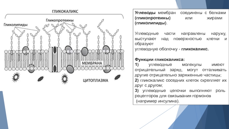 Углеводы мембран функции. Мембранные белки и гликокаликс. Клеточная мембрана гликокаликс. Гликокаликс функции.