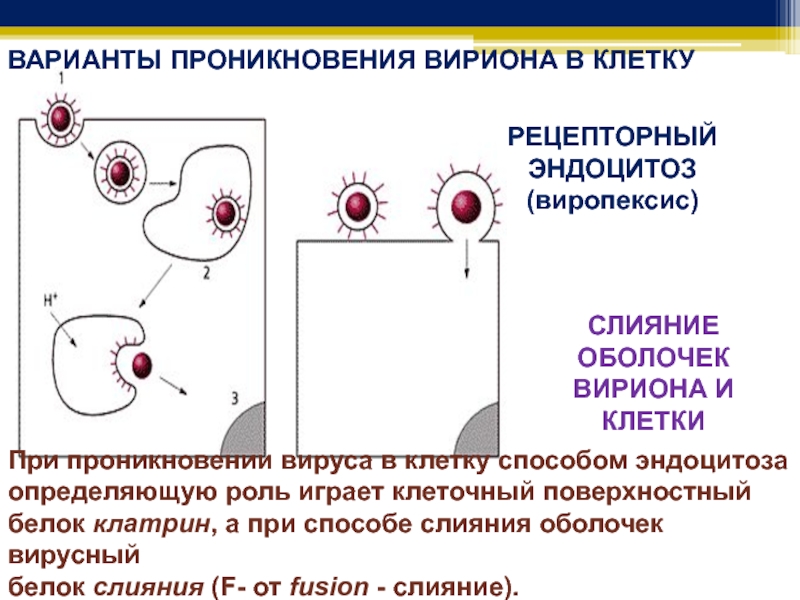 Как вирус проникает в клетку