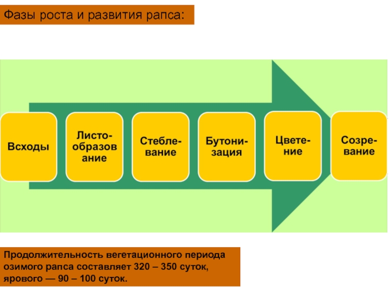 Схема защиты рапса ярового