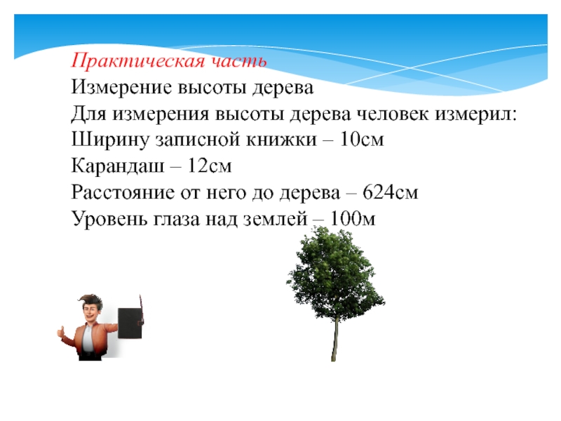 Высота дерева 10 м. Советы дерева человеку. Загадка человек измеряющий землю. Деревья высотой 10 см и шириной 3 см карандашом.