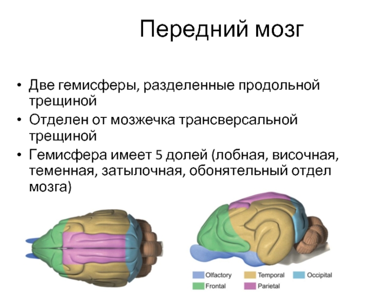 Гемисферы мозжечка изменение. Гемисфера мозга что это. Образование левой гемисферы мозжечка. Опухоль правой гемисферы мозжечка. Деформация гемисфер мозжечка.