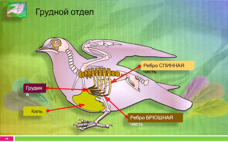 Какие особенности строения скелета птиц не связаны