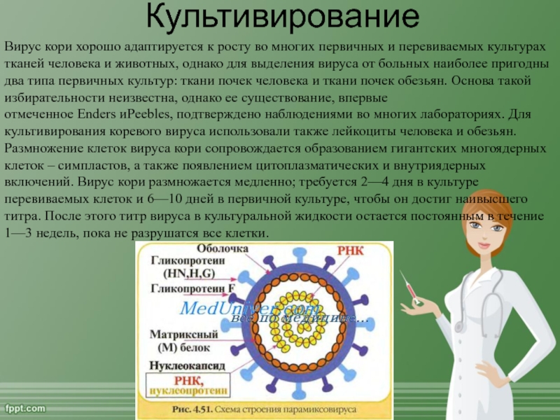 Корь презентация по микробиологии