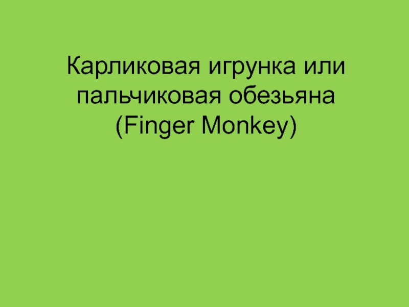 Презентация Карликовая игрунка или пальчиковая обезьяна (Finger Monkey)