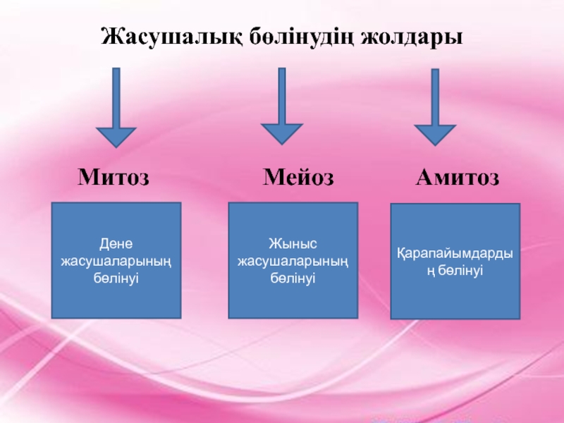 Жасушаның бөлінуі мейоз презентация