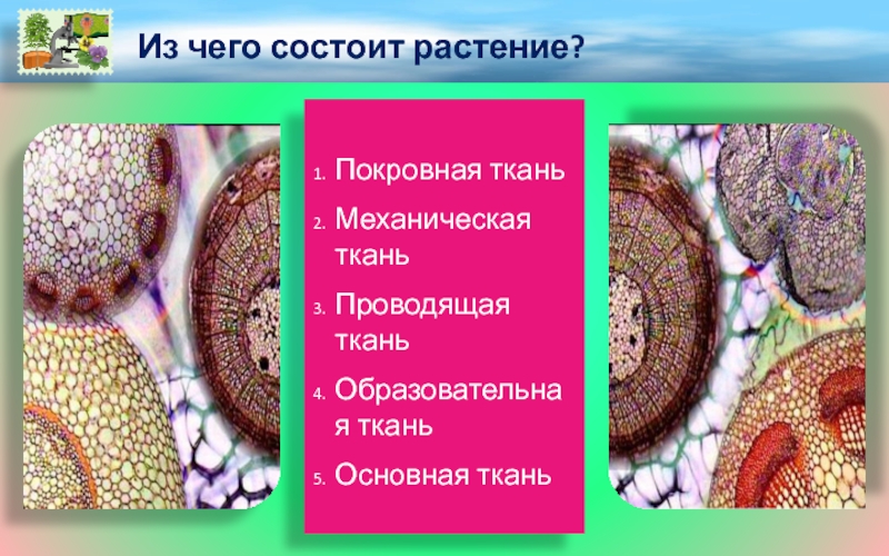 Ткани образовательные механические. Покровная ткань состоит из. Покровная и механическая ткани. Покровная механическая основная Проводящая ткань. Покровная ткань кожица Проводящая ткань.