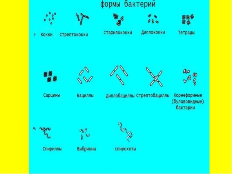 Кокки располагающиеся в виде гроздьев винограда. Форма бактерии кокки. Формы бактериальных клеток кокки сферические. Формы бактерий микробиология кокки. Форма бактерий кокки,стафилококки,диплококки.