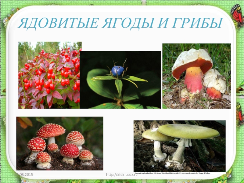Несъедобные лесные грибы 2. Лесные опасности ядовитые грибы и ягоды. Ядовитые растения и грибы. Несъедобные грибы и ягоды. Съедобные и несъедобные грибы ягоды растения.