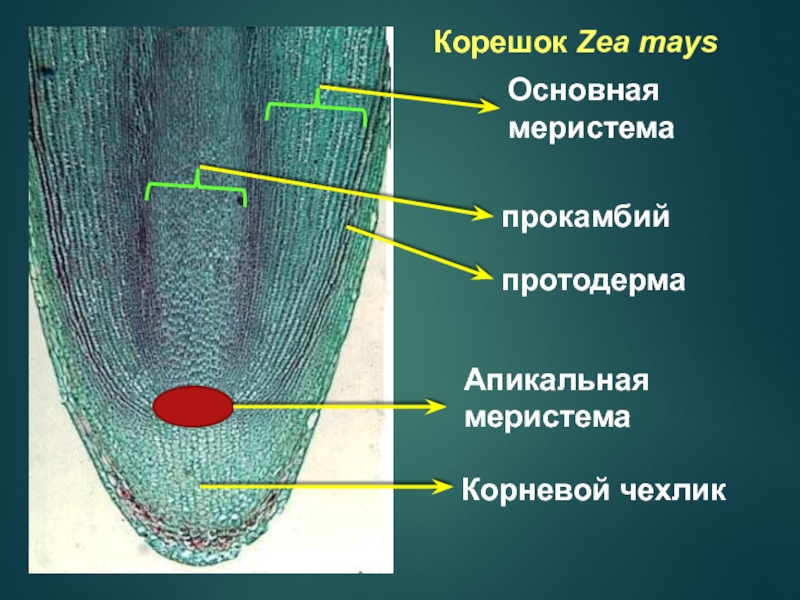 Корневой чехлик картинка