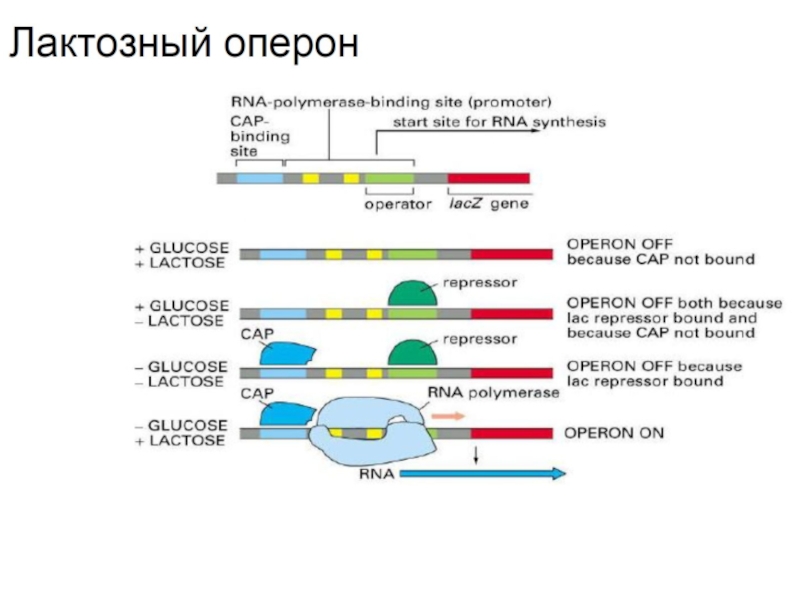 РНК-полимераза обладает активностью. Эволюция РНК. Бактериальная РНК полимераза. Направление движения РНК полимеразы.