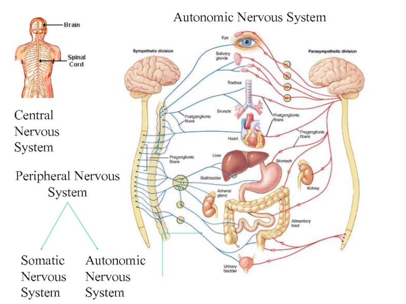 nervous system andneurons