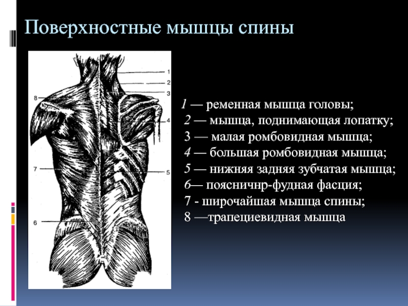 Мышца поднимающая лопатку фото