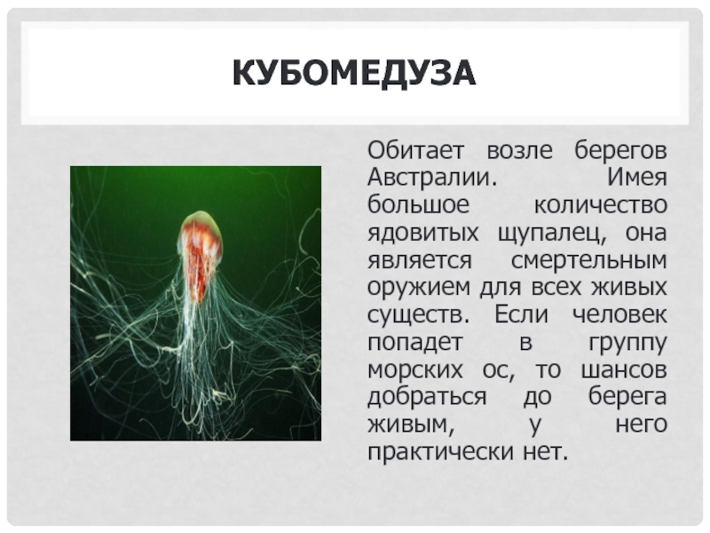 На сколько ты токсичный. Кубомедуза где обитают. Факты о Кубомедузе. Сообщение про австралийскую кубомедузу. Размножение кубомедуз.