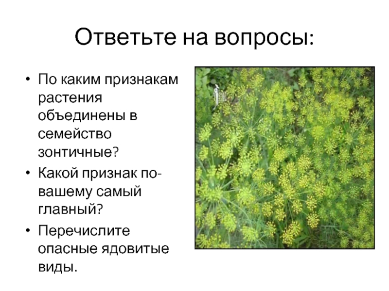 Близкие виды растений объединяют в. По каким признакам объединены в семейство зонтичных. Семейство зонтичные жизненные формы. По каким признакам растения объединяют в семейства?. Признаки семейства зонтичные.