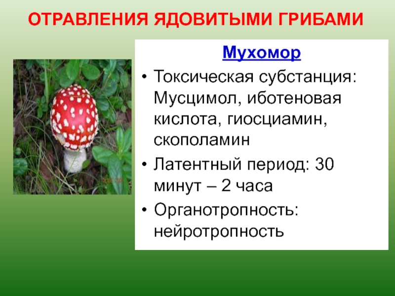 Ядовитые вещества грибы. Мухомор мусцимол. Информация о мухоморе. Мухомор ядовитый гриб. Пищевые отравления ядовитыми грибами.