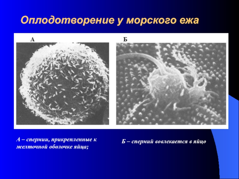 3 оплодотворение