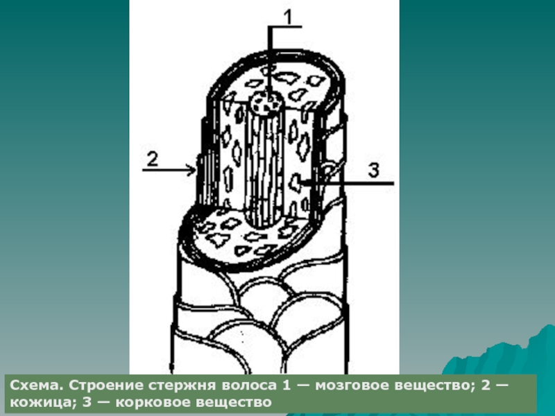 Строение стержневой. Строение стержня волоса схема. Строение волосяного стержня схема. Схему строения стержня. Внутреннее строение стержня.