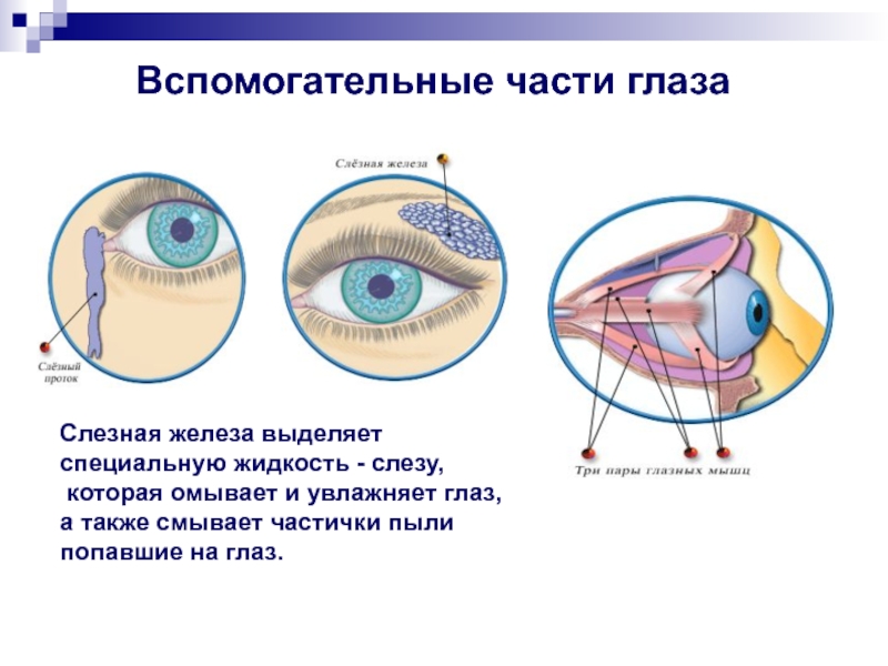 Вспомогательные строение глаза. Вспомогательные части глаза. Вспомогательный аппарат глаза. Вспомогательные структуры глаза. Вспомогательный аппарат глаза слезный аппарат.