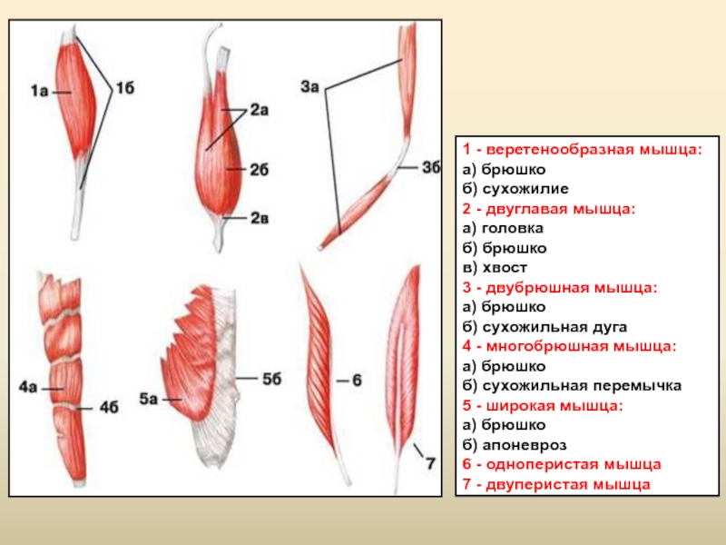 1 - веретенообразная мышца: а) брюшко б) сухожилие 2 - двуглавая мышца: а)