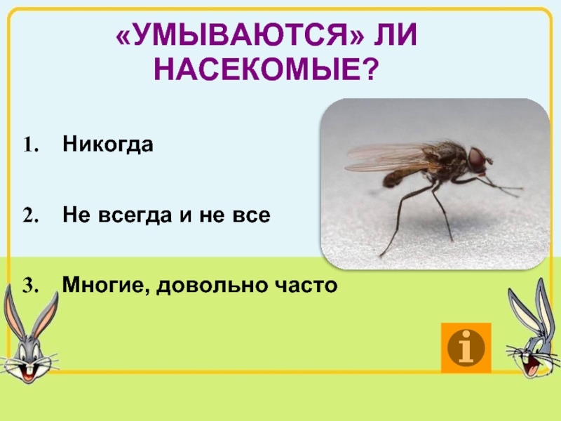 Знаешь ли ты животных. Насекомые умываются. Насекомые никогда не бывают. Игра Брейн ринг