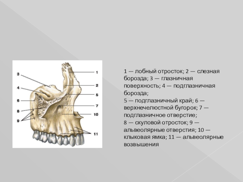 Рисунок верхняя челюсть